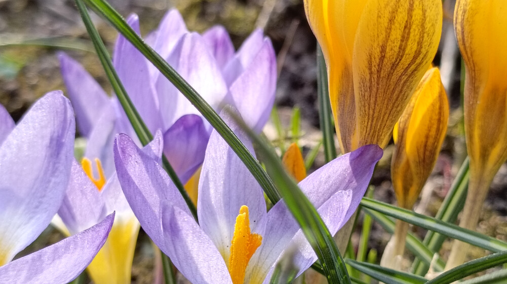 Зарубежное другое