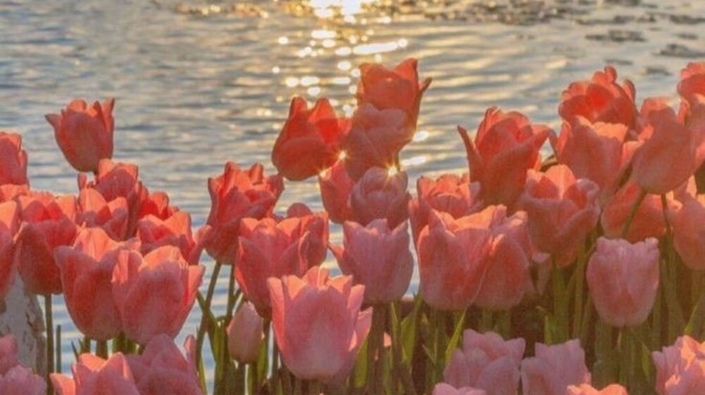 Пять юных сыщиков 