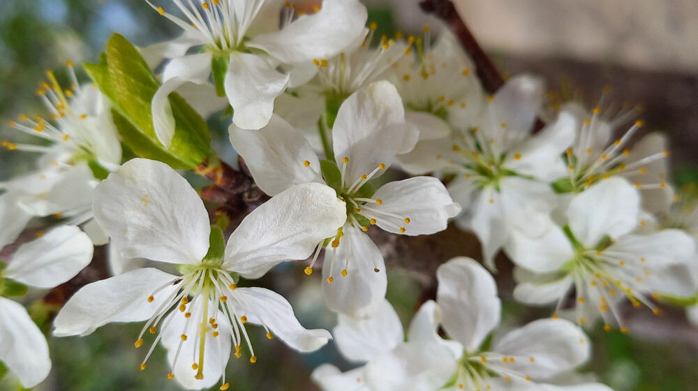 Ловец счастья