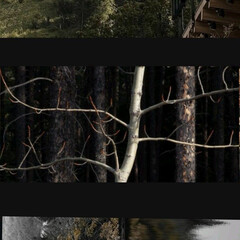 история | социология