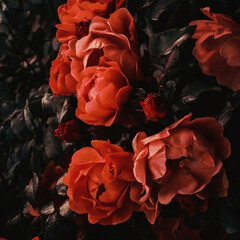 Триллер, детектив