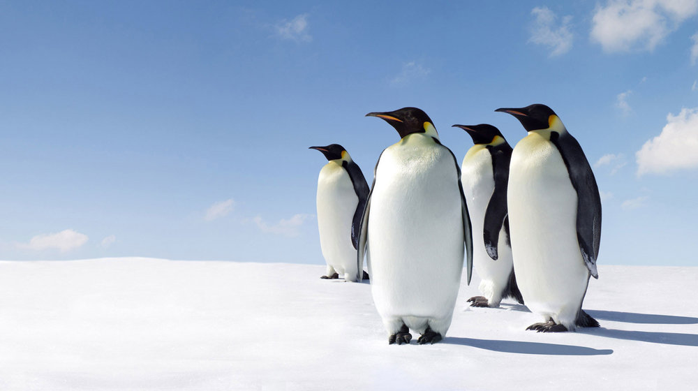 Книги о животных, с которыми вырастешь человеком