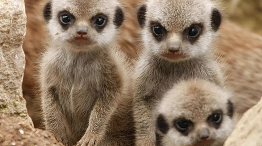 Уютные монстры