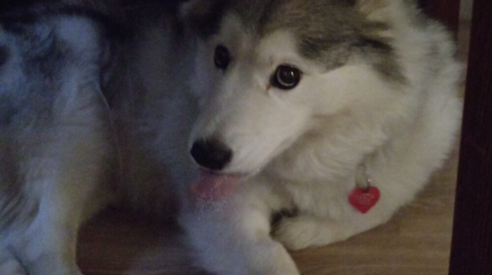 Про кошек и собак