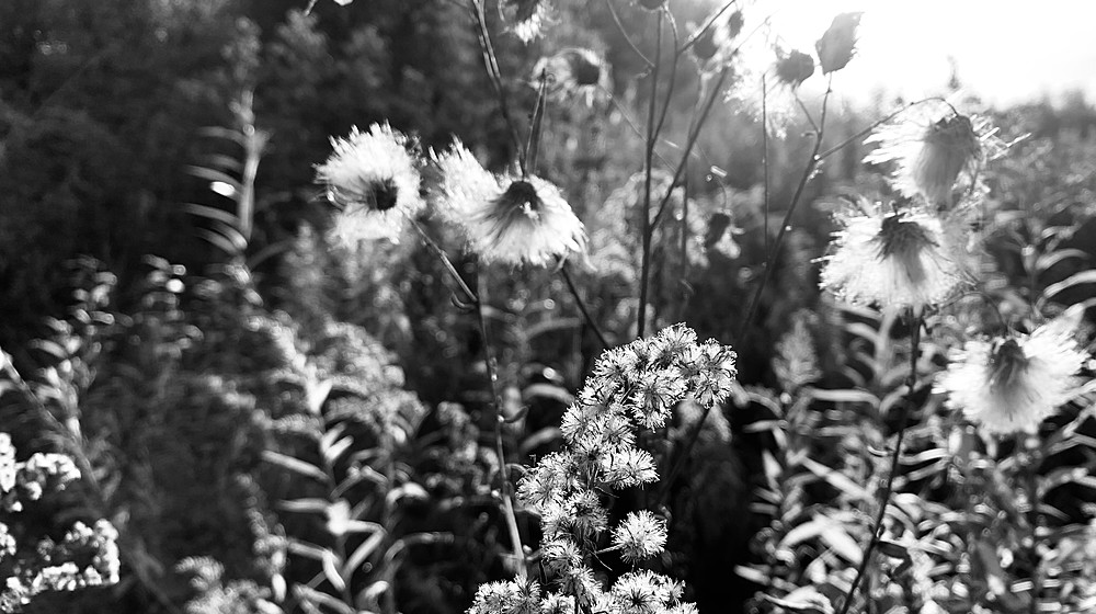 Борис Житков