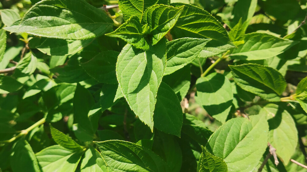 Русская классика