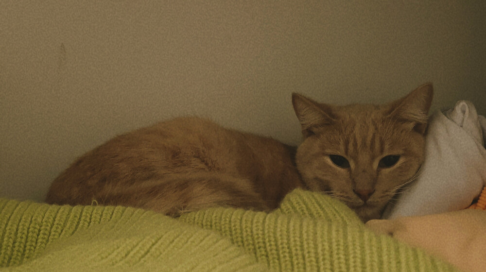 Читаю в июне