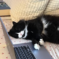 Корморан Страйк