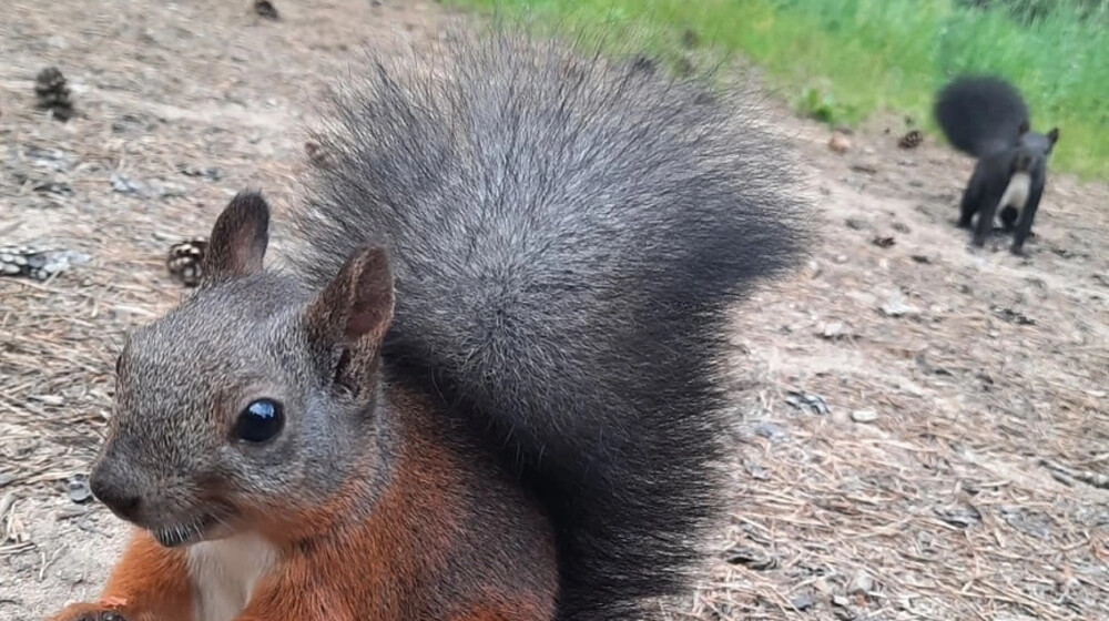🌸Цветы пиона🌸