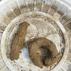 Илон Маск: скибиди