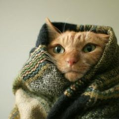 2017 READING CHALLENGE