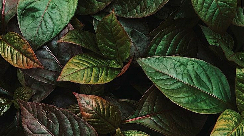 Внутренности