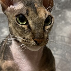 Самовоспитание 