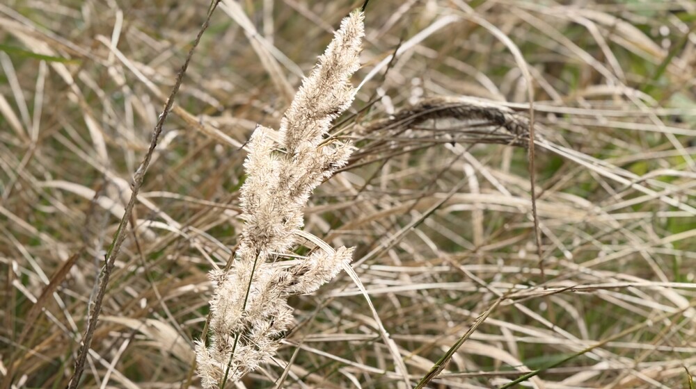 Рекомендую к чтению (художественное)