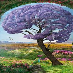 Все о мозге