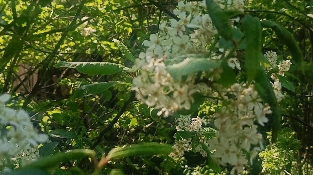 Чтение на лето 5 класс