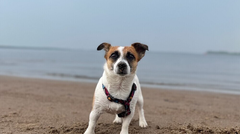 Собаки[аудио-книги]