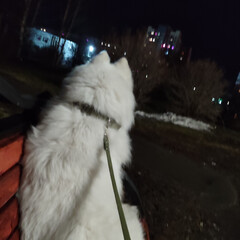Стоит на полке