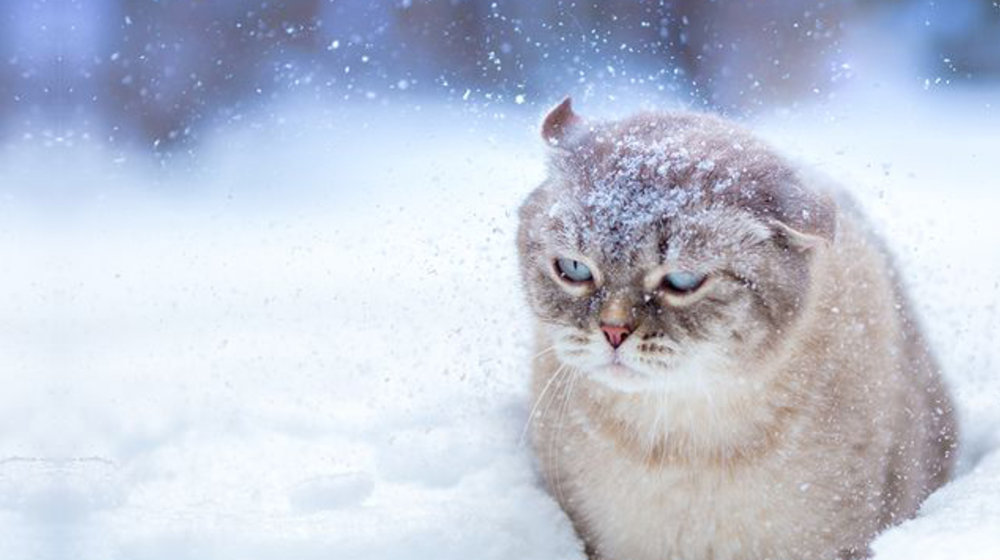 В ожидании Нового Года