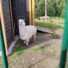 Для общения