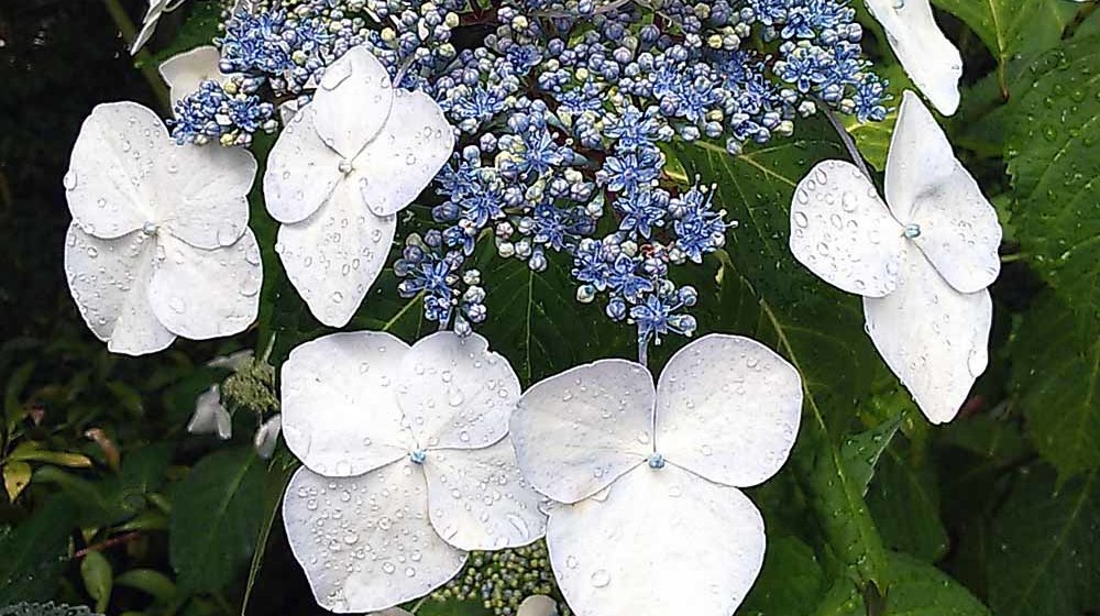 Обратно в сказку