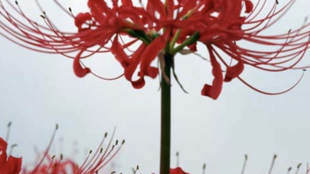 ДЛЯ ЛЮБИТЕЛЕЙ АЗИИ (Японии, Китая, Кореи)