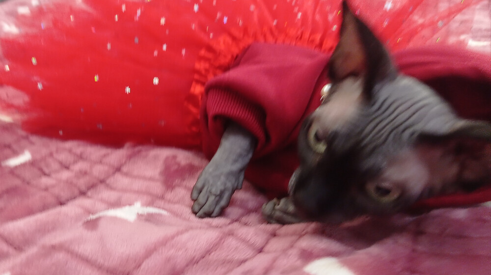 Алина рекомендует: аудиокниги