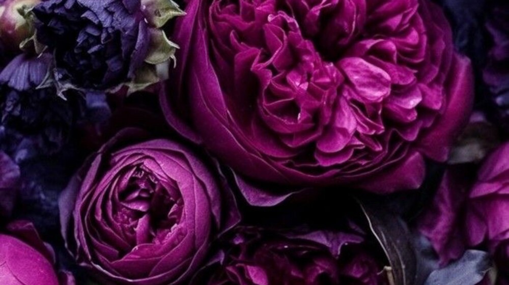 Алиса будет мне читать 