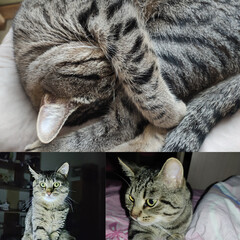 Для кошатников