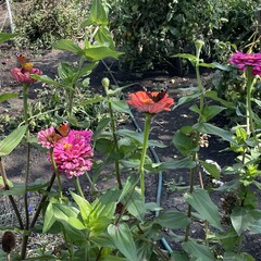 на дачу☀️🌻💘