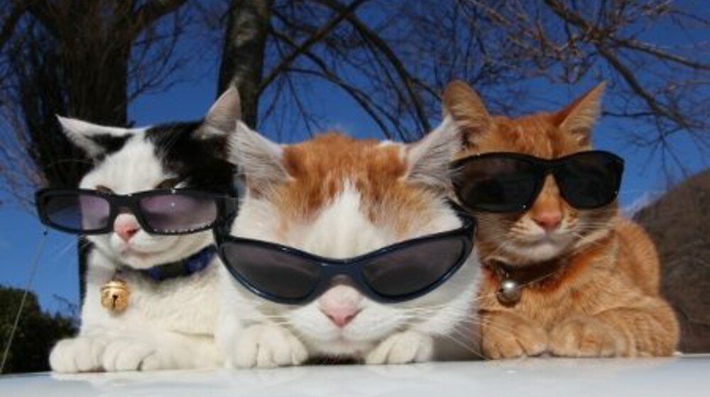 для литературного клуба