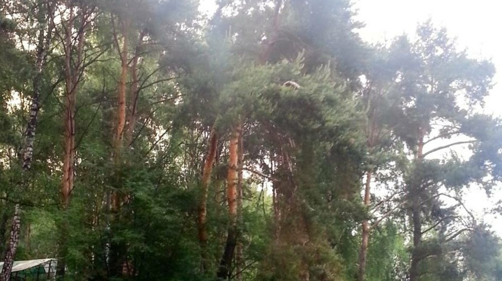 Детки-конфетки