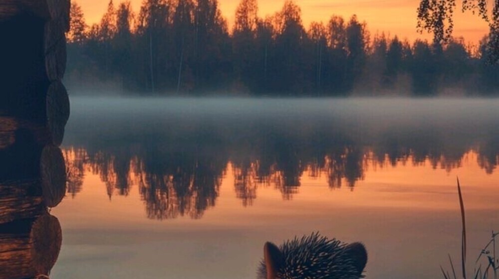 Книжные хочу