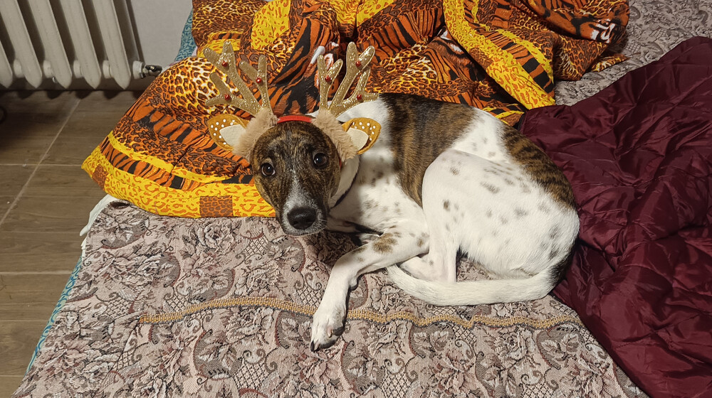 Книги про собак