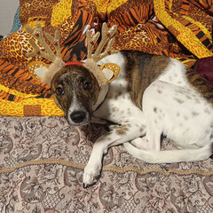 Собаки и кошки