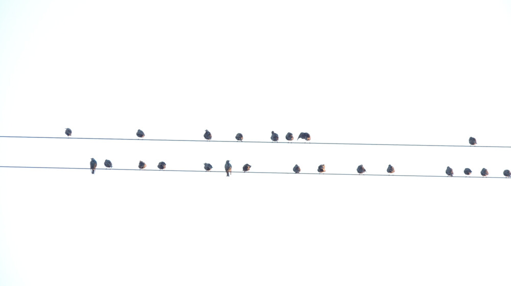 социология