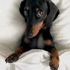 Собакология