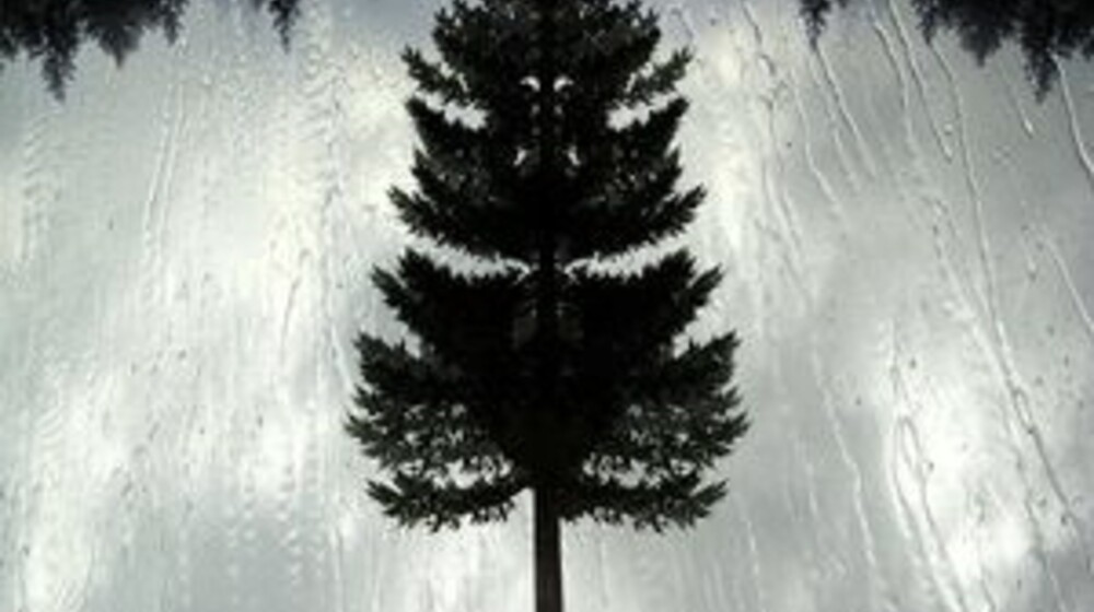 Заплутавшие Сосны. Серия книг