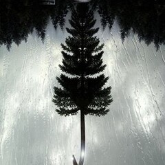 Заплутавшие Сосны. Серия книг