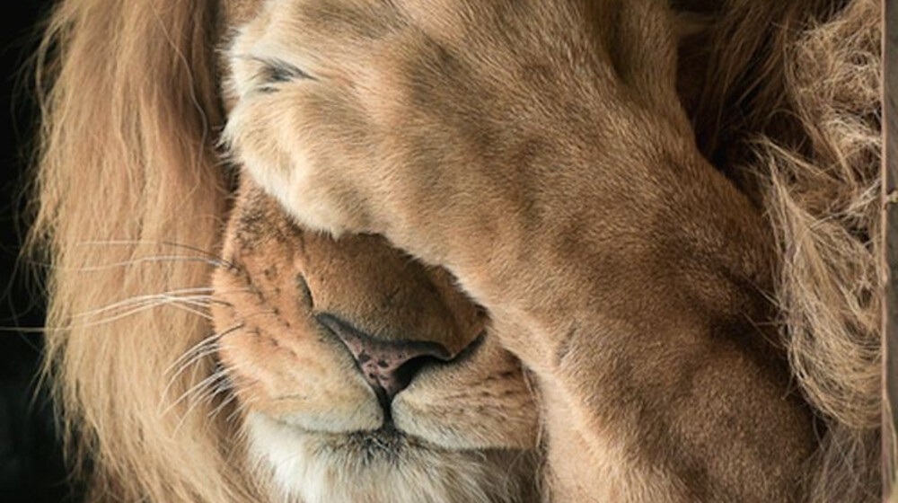 Английский
Немецкий