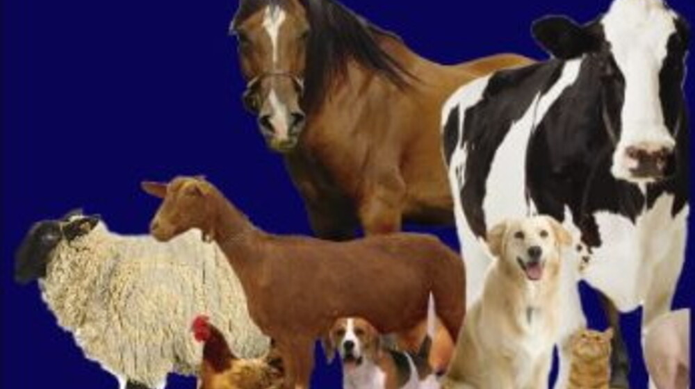 Про животных