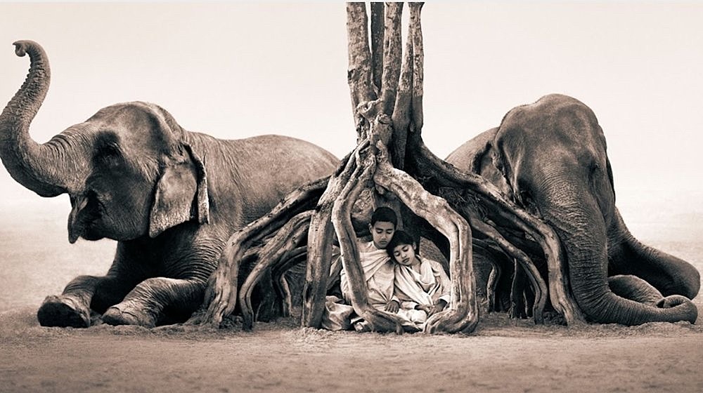 Обнять слона. Полка родительского дзена