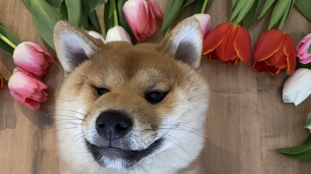 Хорошие сказки