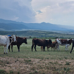 Дагестанский текст