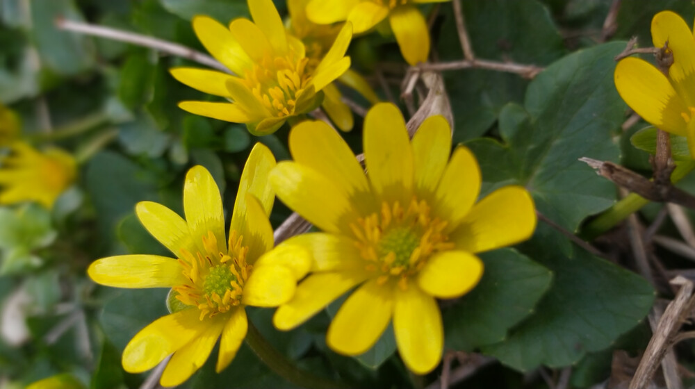 Эпик фэнтези