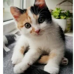 Котики