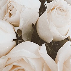 В первую очередь 