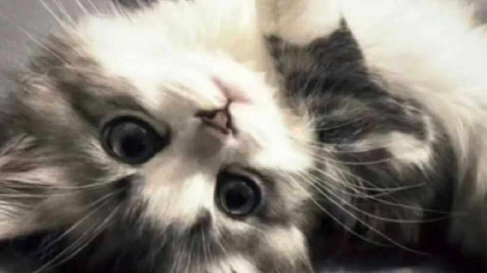 Нежность 🌸