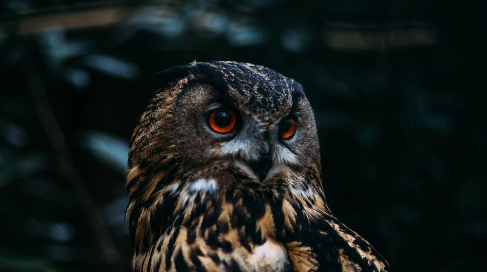 Нечистая полка