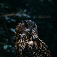 Нечистая полка